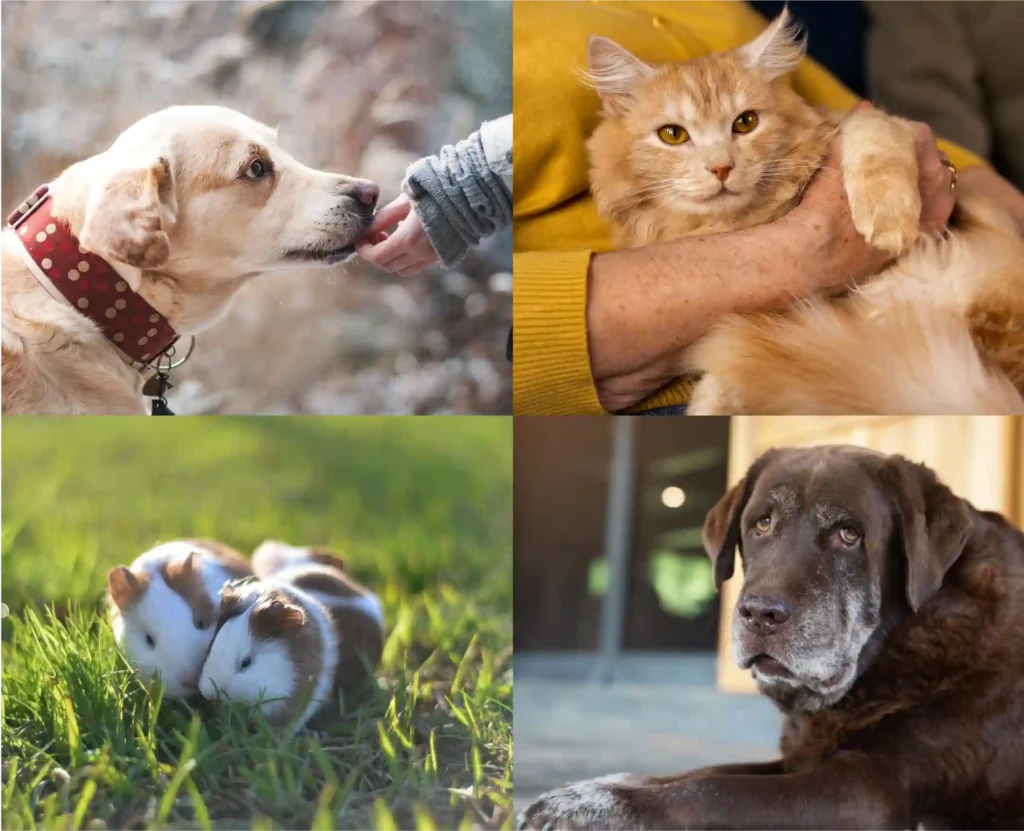 Because they were never just pets - they were family